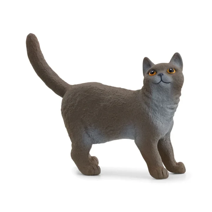 CHAT-BRITISH-SHORTHAIR
